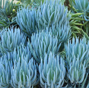 Senecio Serpens | Blue Chalksticks