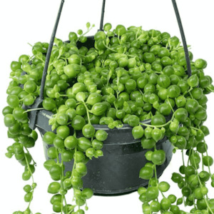 Senecio: Senecio Rowleyanus | String of Pearls