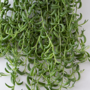 Senecio Radicans | String of Fish Hooks