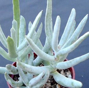 Cotyledon: Cotyledon Jingle Bells