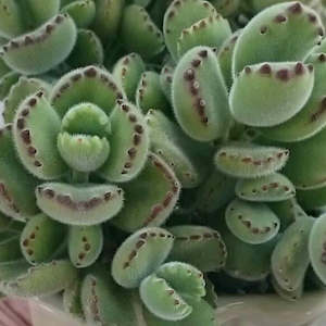 Cotyledon: Cotyledon Tormentosa | Bear's Paw