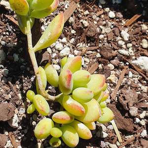 Cotyledon: Cotyledon Pendens | Cliff Cotyledon