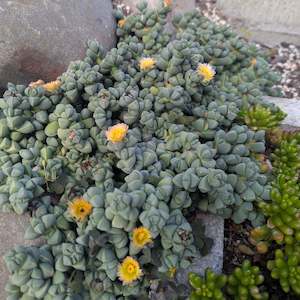 Corpuscularia 1: Corpuscularia Lehmannii | Ice Plant