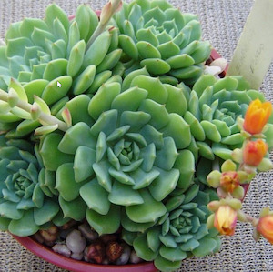 Echeveria: Echeveria Dondo