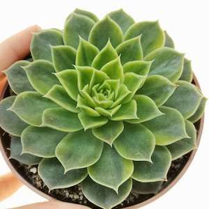 Echeveria Secuda var Byurnesii f. Variegata