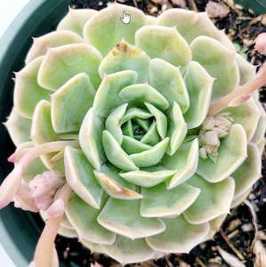 Echeveria: Echeveria Onslow