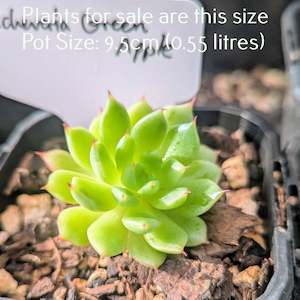 Echeveria: Echeveria Green Apple