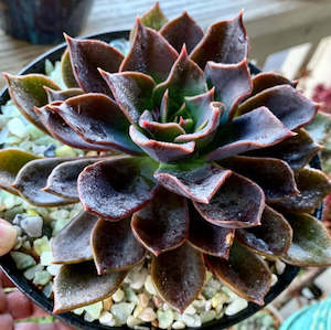 Echeveria Chocolate