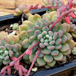 Echeveria: Echeveria Amoena | Baby Echeveria