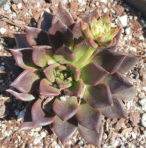 Echeveria: Echeveria Black Prince