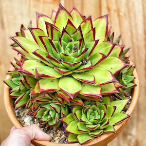 Echeveria: Echeveria Agavoides Lipstick