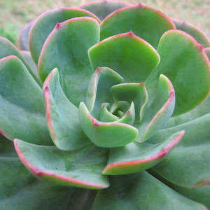 Echeveria Briar Rose