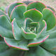 Echeveria Briar Rose
