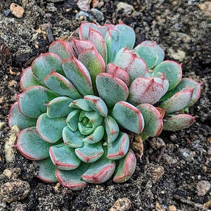 Echeveria Red Pomegranate
