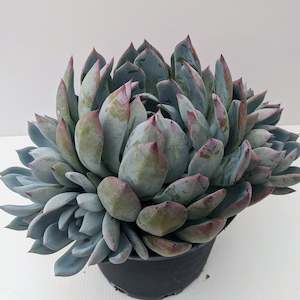 Echeveria: Echeveria Blue Horizon