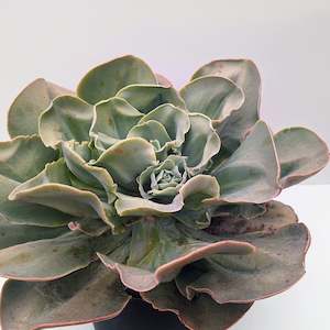 Echeveria: Echeveria Marshmallow | Echeveria Lincoln