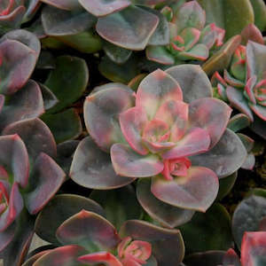 Echeveria: Echeveria Chroma