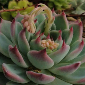 Echeveria: Echeveria Colorata