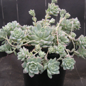 Echeveria: Echeveria Prolifica