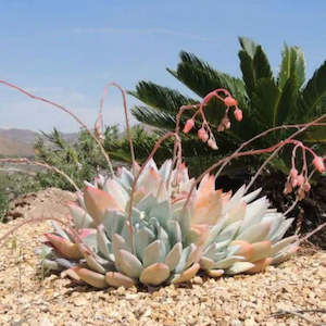 Echeveria: Echeveria Colorata | Mexican Giant