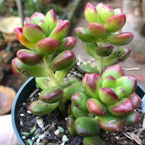Sedum: Sedum Lucidum Obesum | Giant Jelly Bean