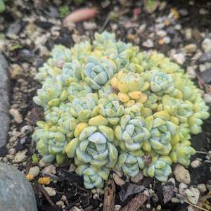 Sedum: Sedum Clavatum | Tiscalatengo Gorge Sedum