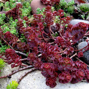 Sedum: Sedum Spurius Dragon's Blood