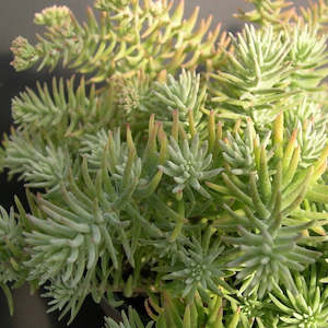 Sedum Griseum