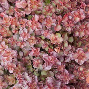 Sedum: Sedum Spurium Voodoo | Voodoo Stonecrop