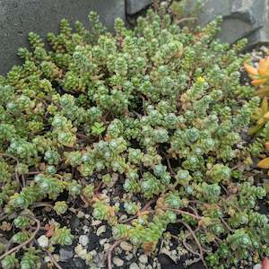 Sedum Oaxacanum