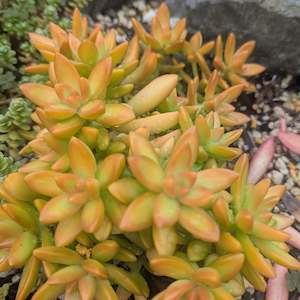 Sedum: Sedum Nussbaumerianum | Coppertone Sedum