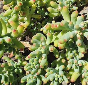 Sedum Pachyphyllum Rose | Blue Jelly Bean