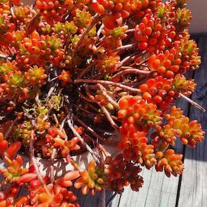 Sedum Rubrotinctum | Jelly Bean