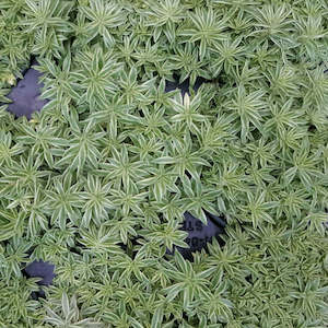 Sedum: Sedum Lineare | Sea Urchin