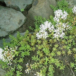 Sedum Album | White Stonecrop