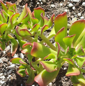 Sedum: Sedum Dendroideum | Tree Stonecrop