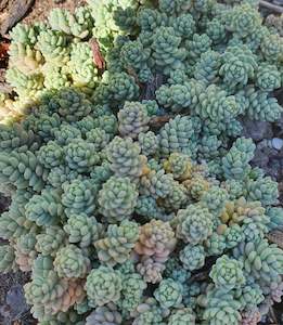 Sedum: Sedum Dasyphyllum Minor | Blue Tears