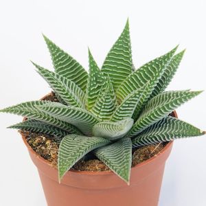 Haworthia: Haworthiopsis Limifoia | Spider White
