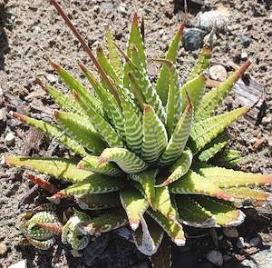 Haworthia Attenuata| Zebra Plant
