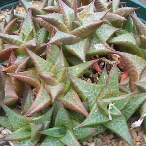 Haworthia: Haworthia Tessellata