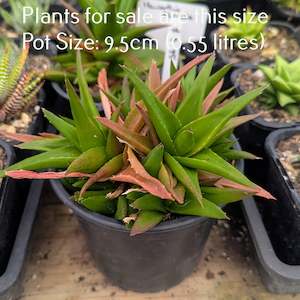 Haworthia: Haworthia Glabrata