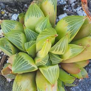 Haworthia: Haworthia Cuspidata | Star Window Plant