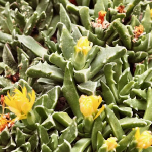 Faucaria: Faucaria Felina | Tiger Jaws