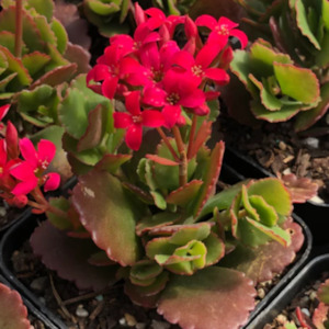 Kalanchoe: Kalanchoe Candy Cane