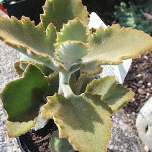 Kalanchoe: Kalanchoe Beharensis | Felt Bush