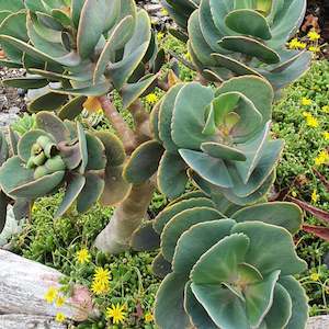 Kalanchoe: Kalanchoe Rotundifolia