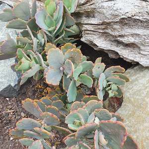 Kalanchoe: Kalanchoe Fedtschenkoi | Lavender Scallops
