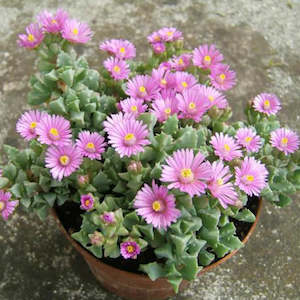 Lampranthus: Oscularia Deltoides | Tooth-leaf Rock Vygie
