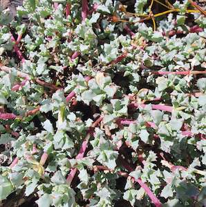 Lampranthus: Lampranthus Blandus | Pink Vygie