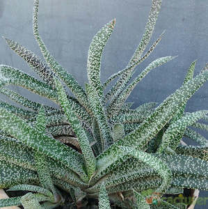 Gasteria Carinata Var. Verrucosa | Ox Tongue Plant
